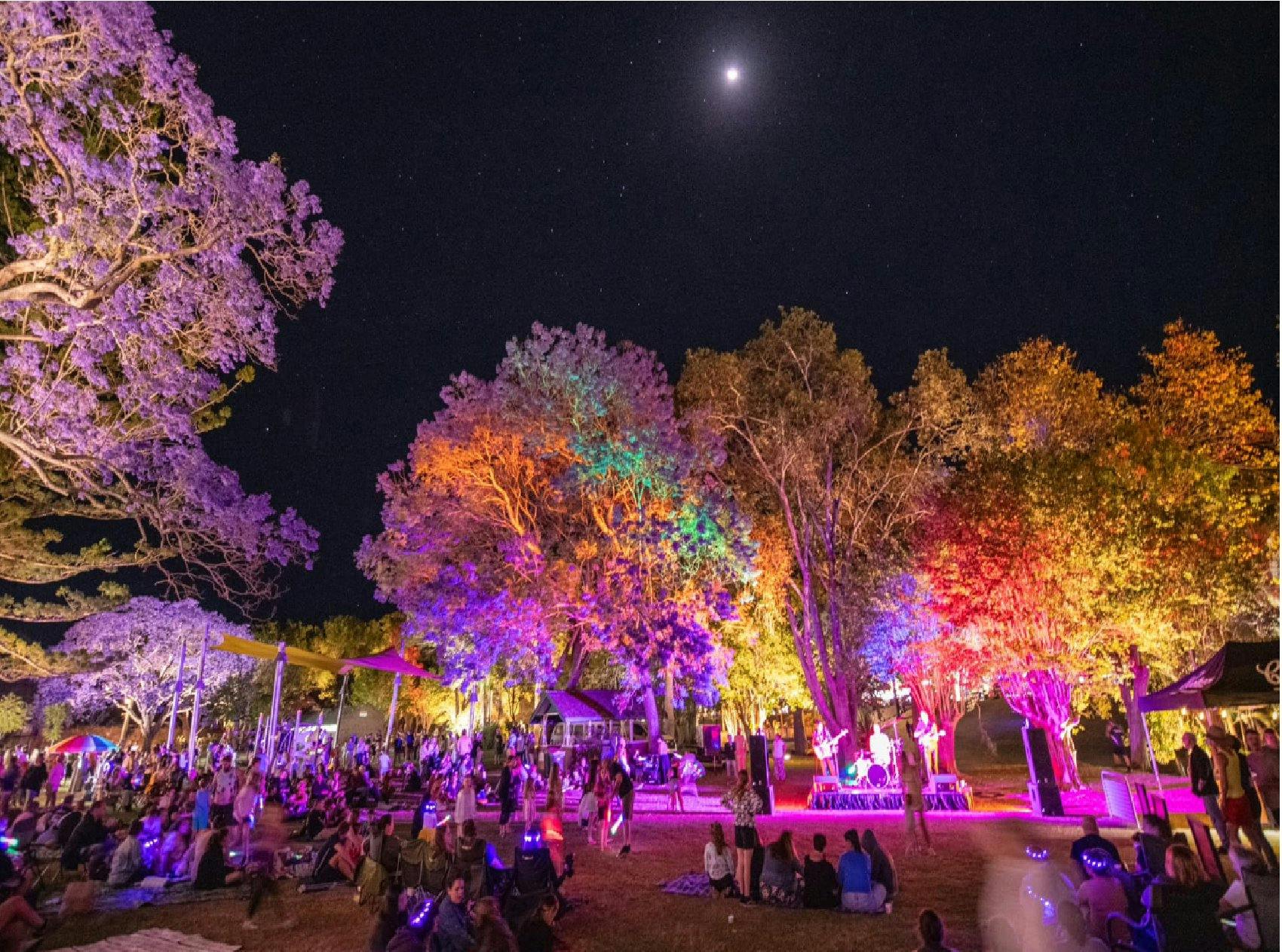 See Park  jacaranda trees lit up