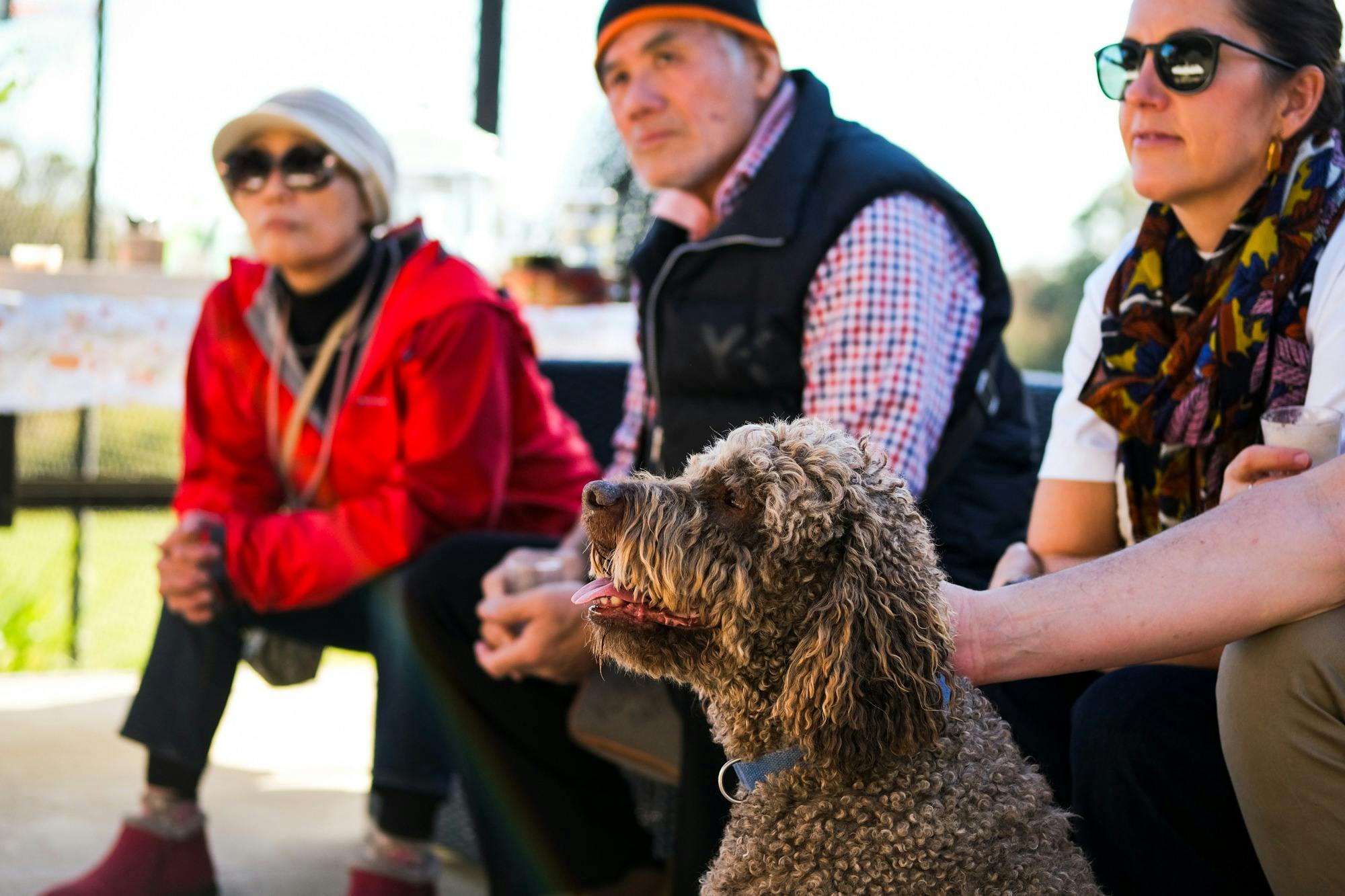 Brown curly haired dog with three people sitting down  outside on a sunny day looking at a speaker