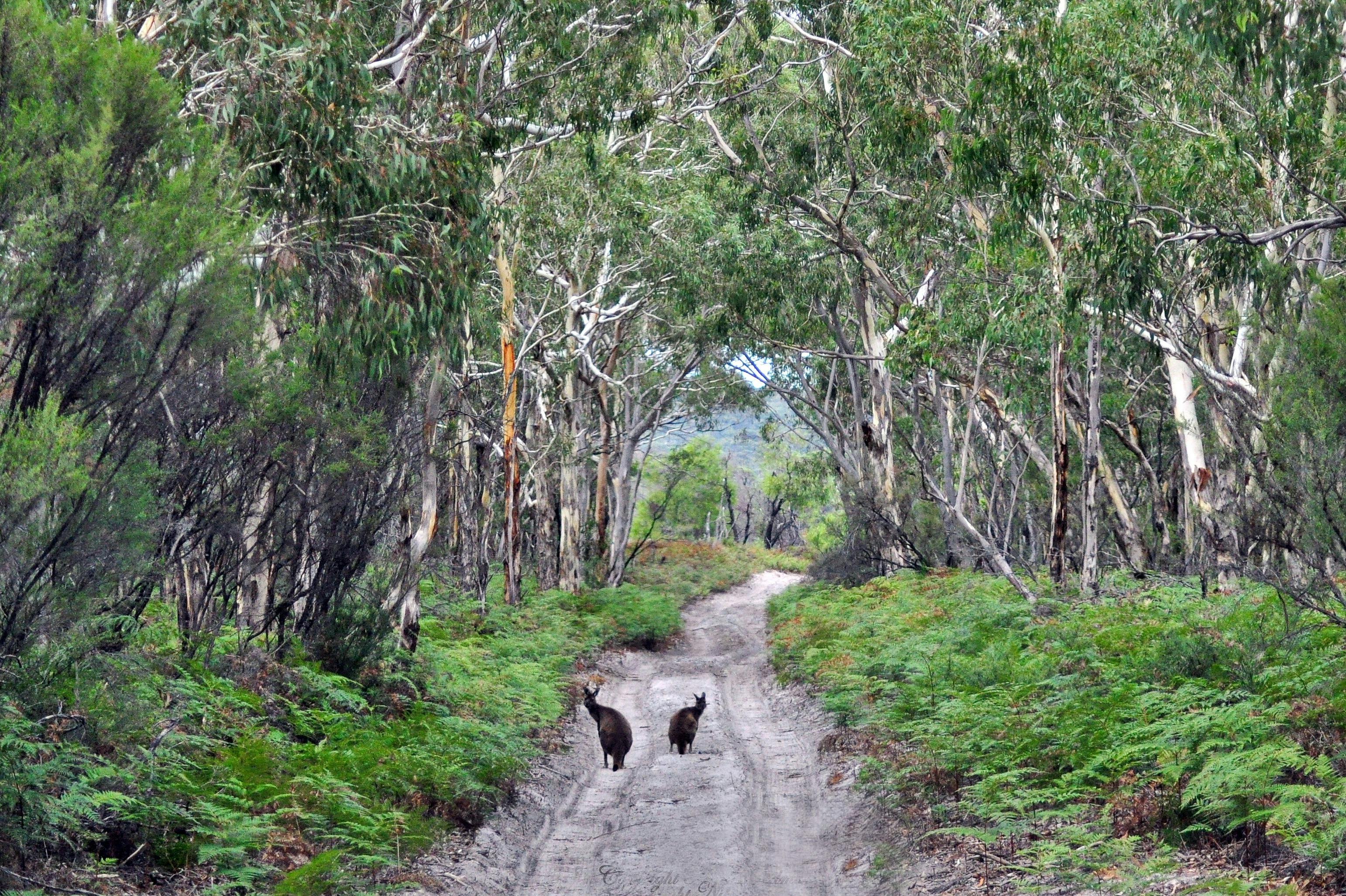 Kangaroo Island Wildlife