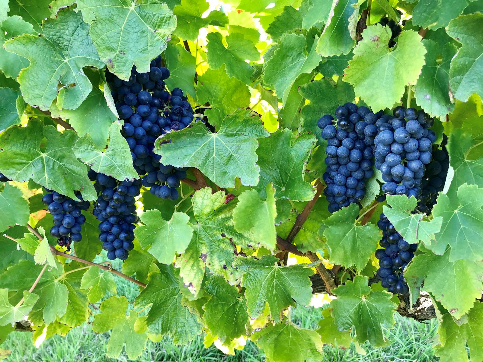 Waterton Hall Wines- our beautiful peppery Shiraz