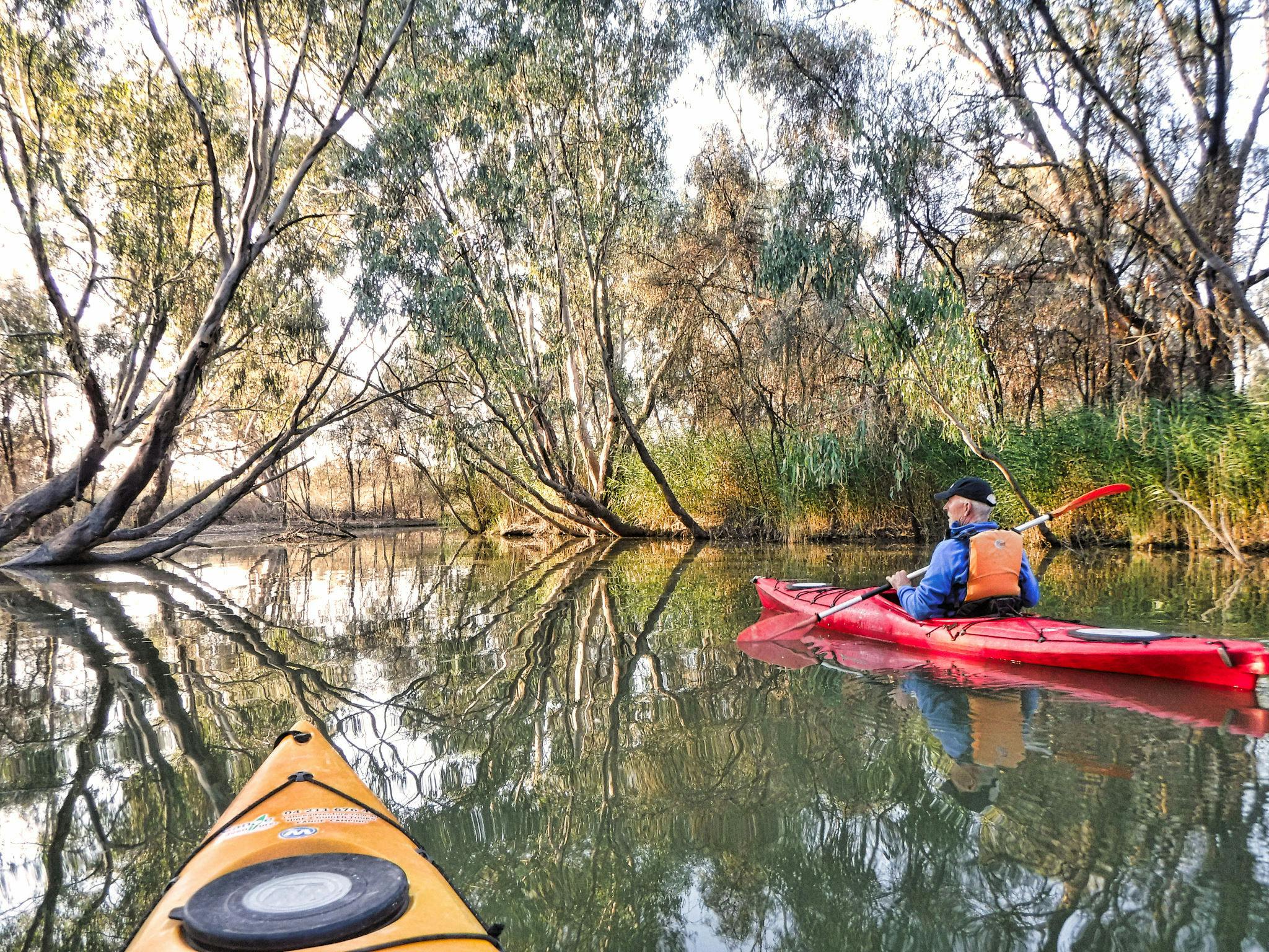 Kayaker in narrow creek, appearing to paddle through a tunnel of trees.