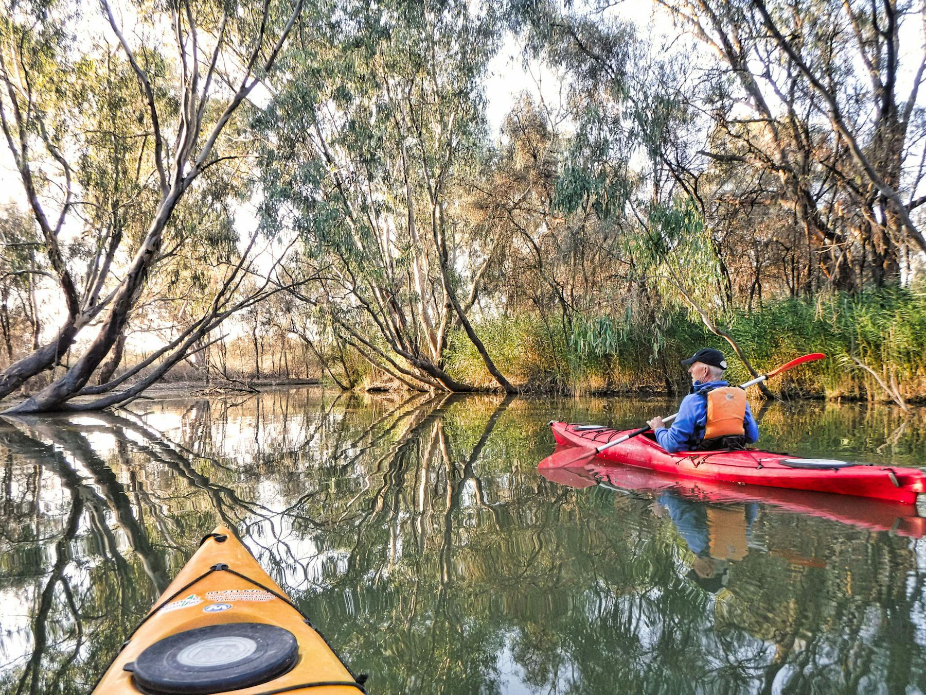 Kayaker in narrow creek, appearing to paddle through a tunnel of trees.