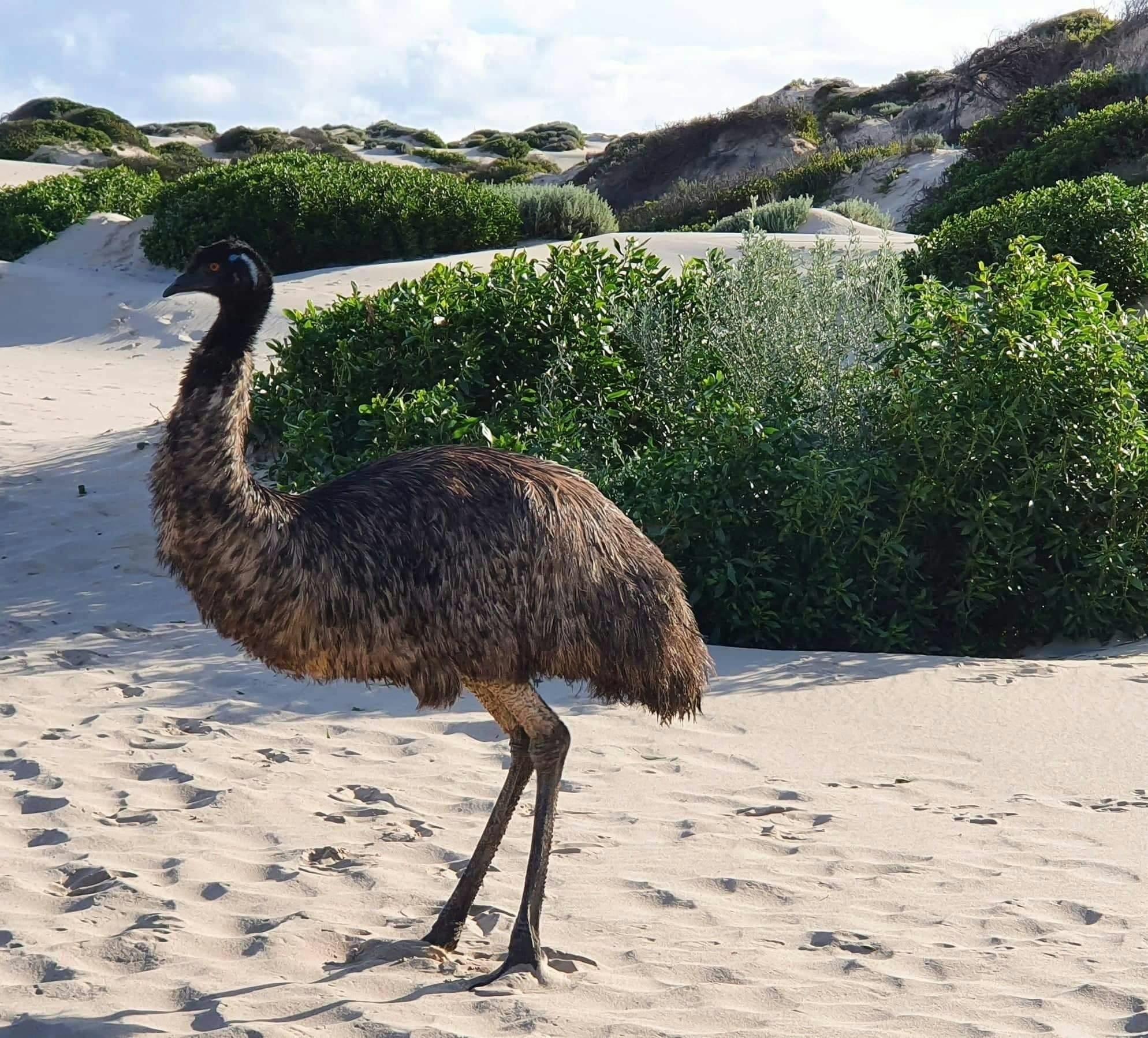 up close emu