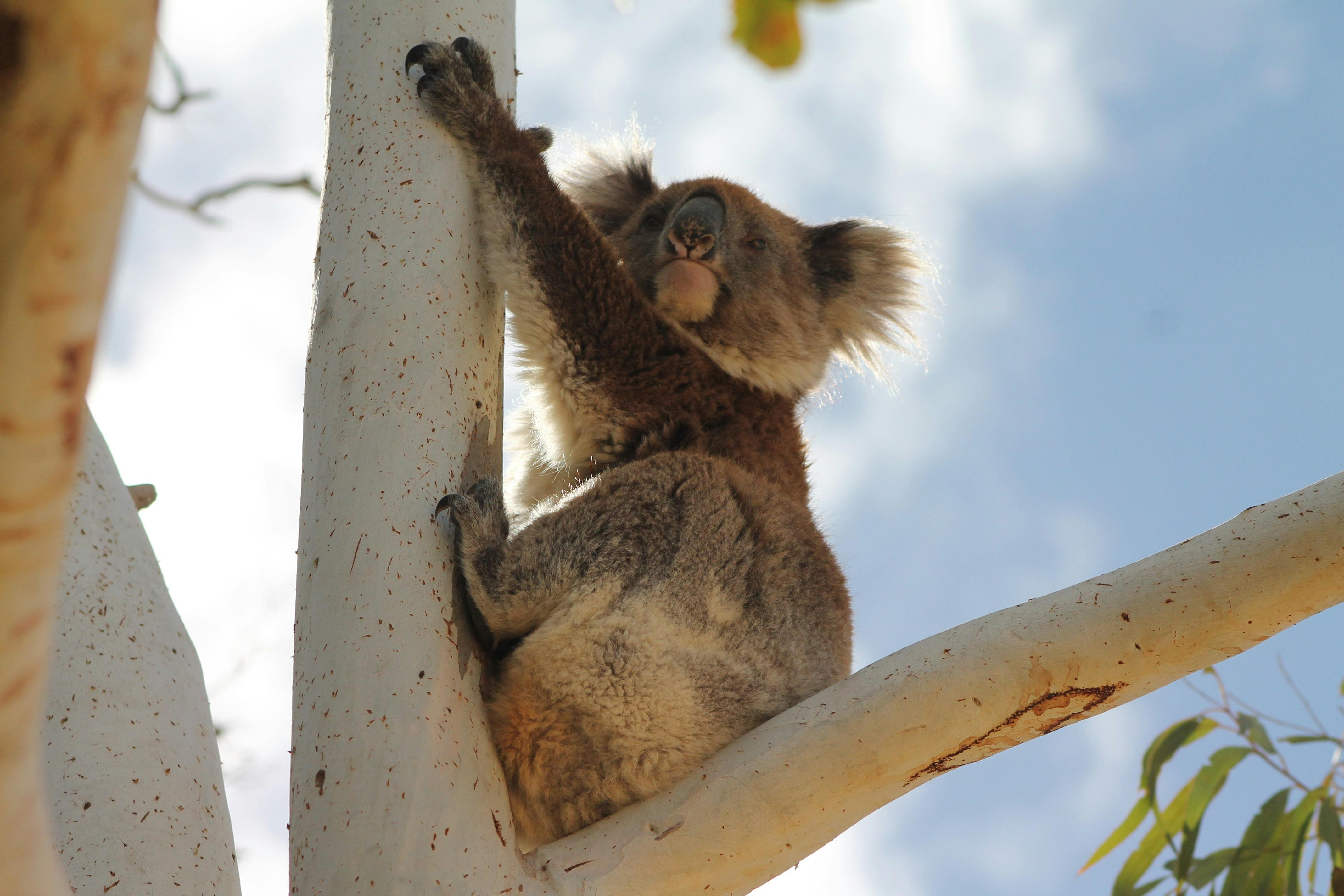 Koala climbing up a tree