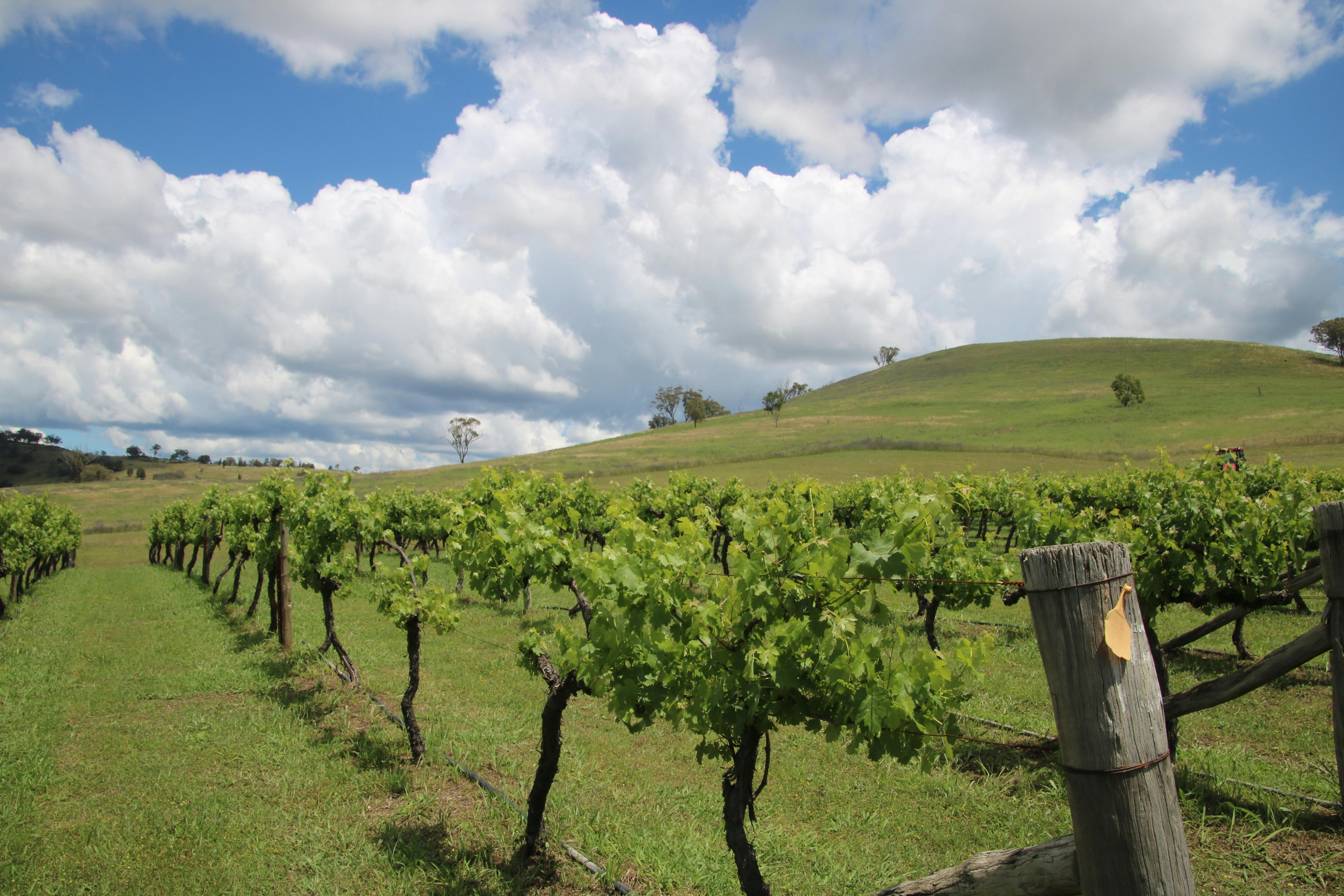 Mudgee Vineyard