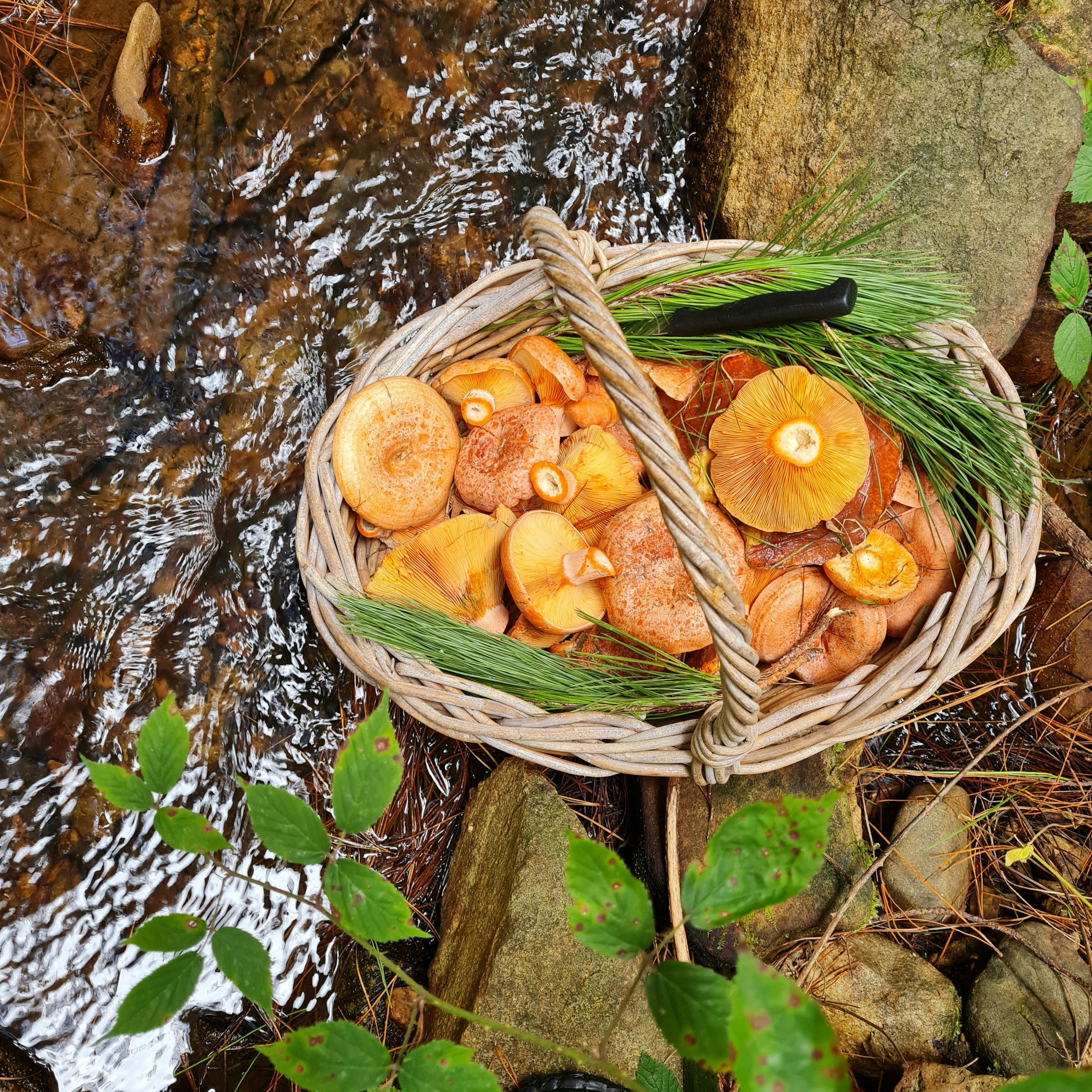Wild Mushroom Hunt - Hampton State Forest