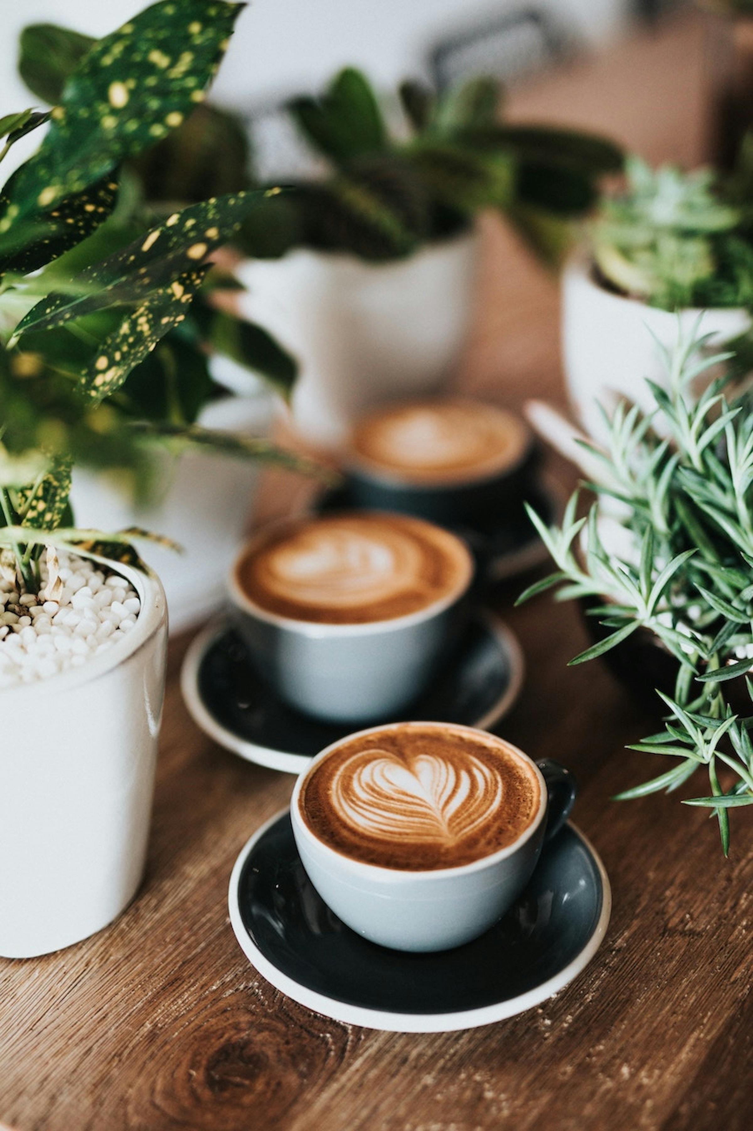 Dive into Flavors: Reef Coffee - Where Taste Meets the Depths of Perfection
