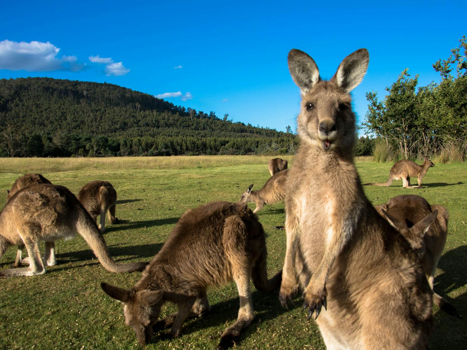 Mob of forester kangaroos