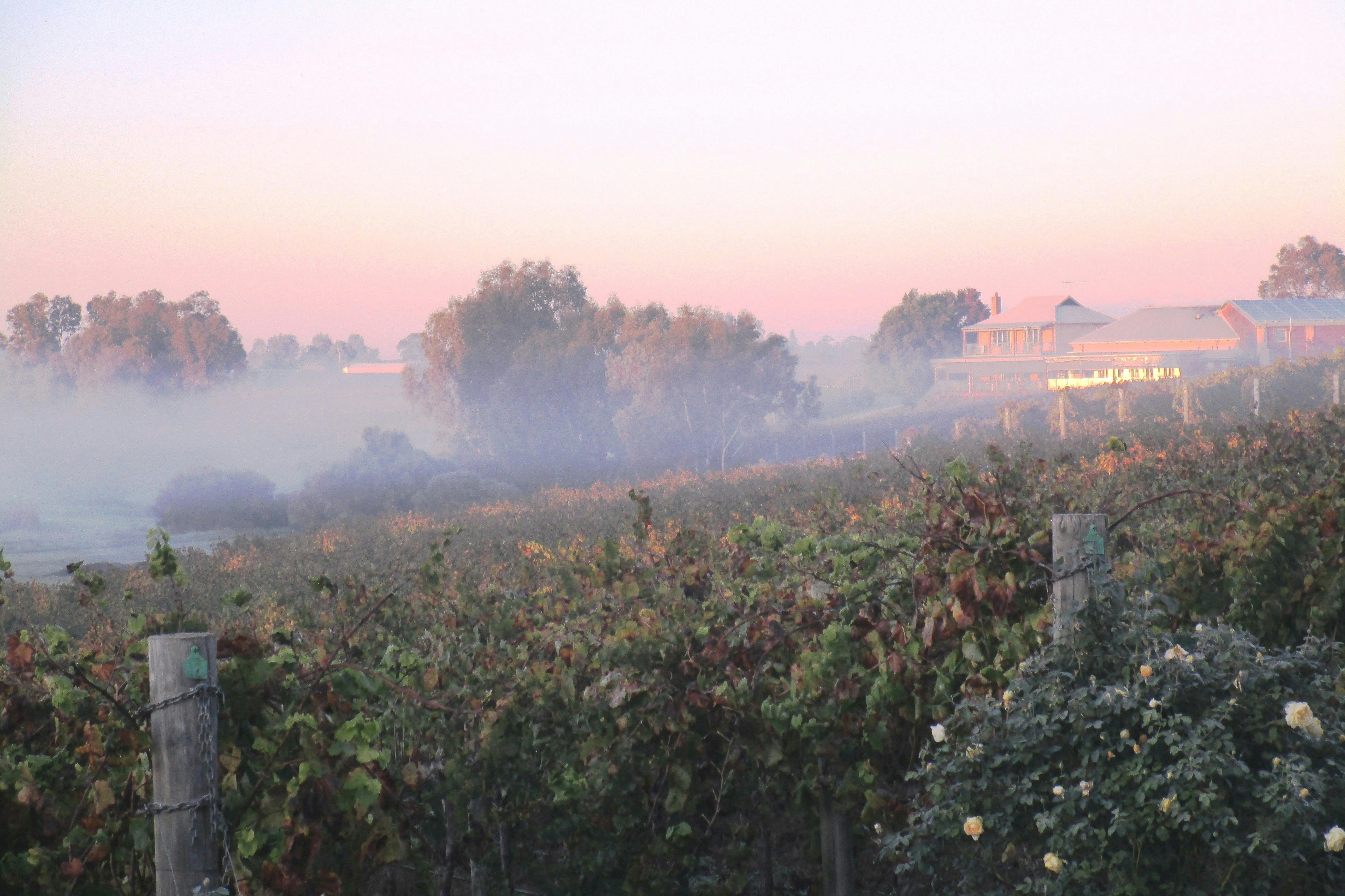 Sittella and the vineyard