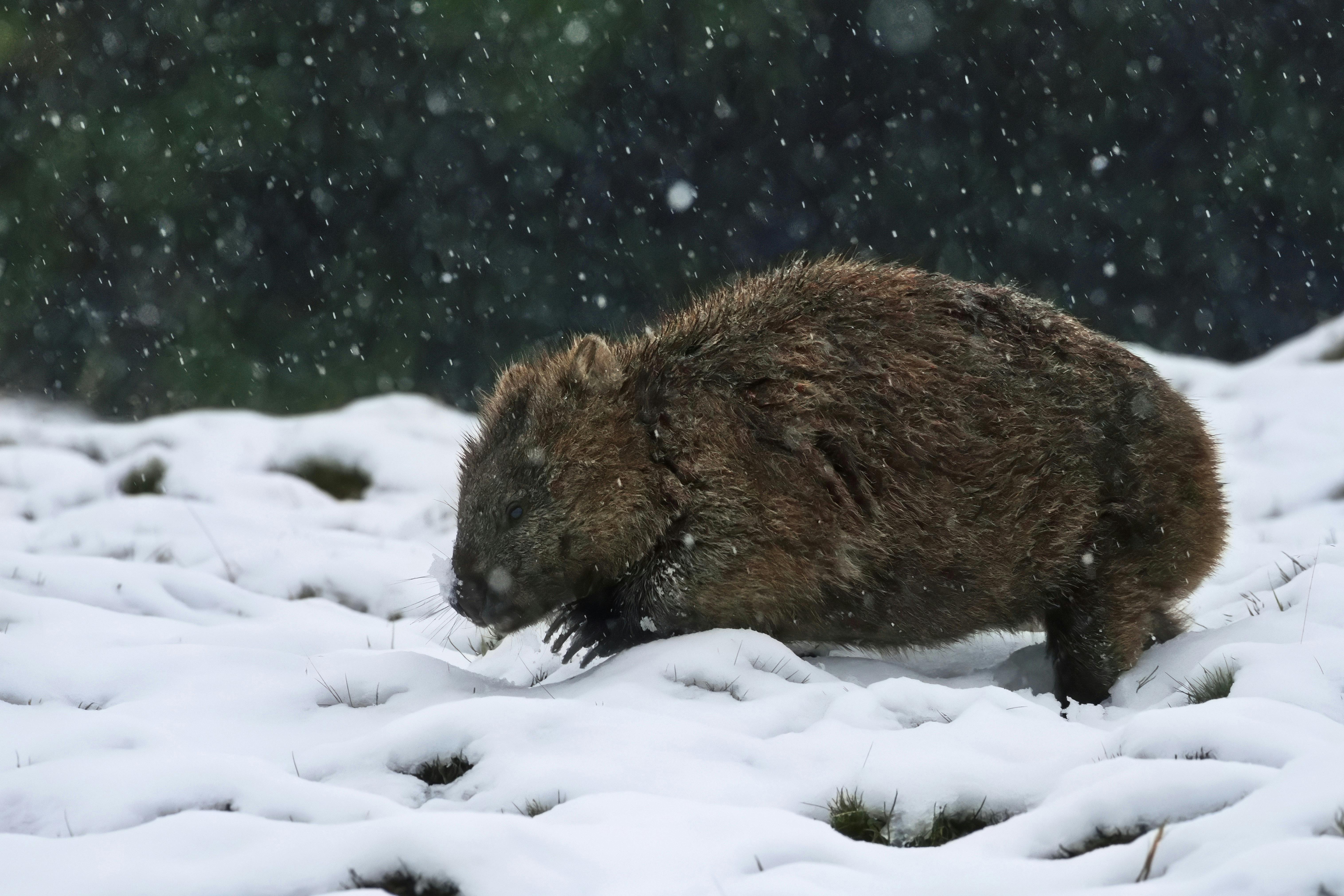 Snow falls gently as a wombat grazes in the alpine wilderness of Cradle Mountain.