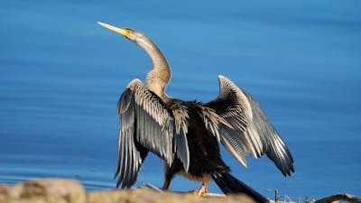 Darter on a birdwatching tour