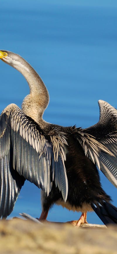 Darter on a birdwatching tour