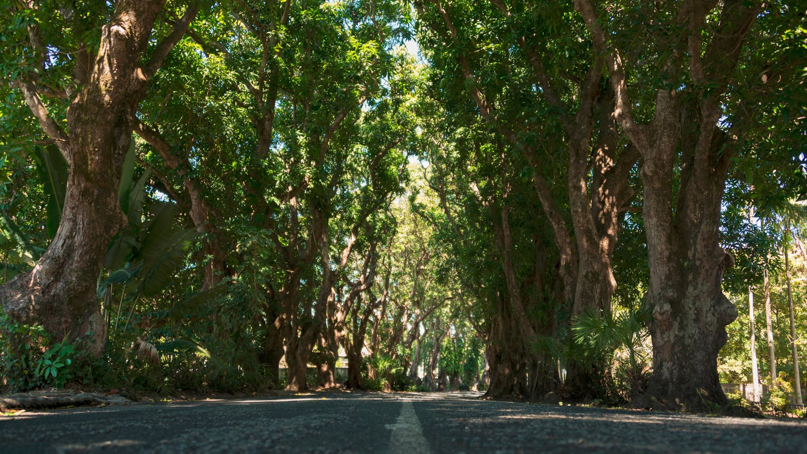 Mango Avenue