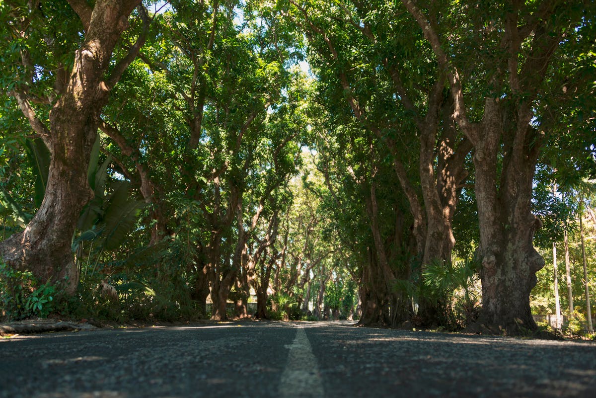 Mango Avenue