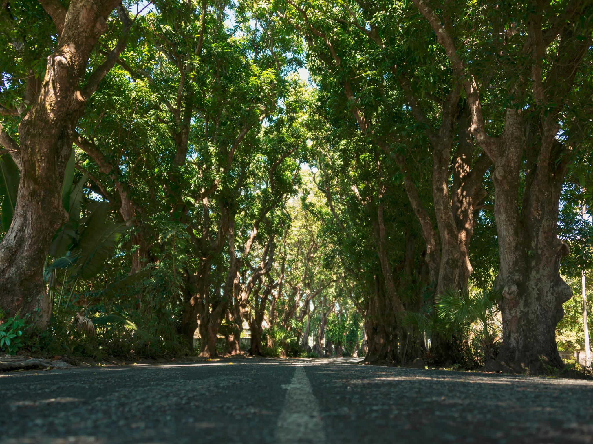 mango trees Eimeo