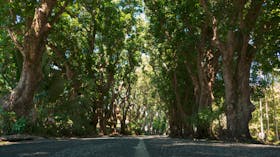 mango trees Eimeo