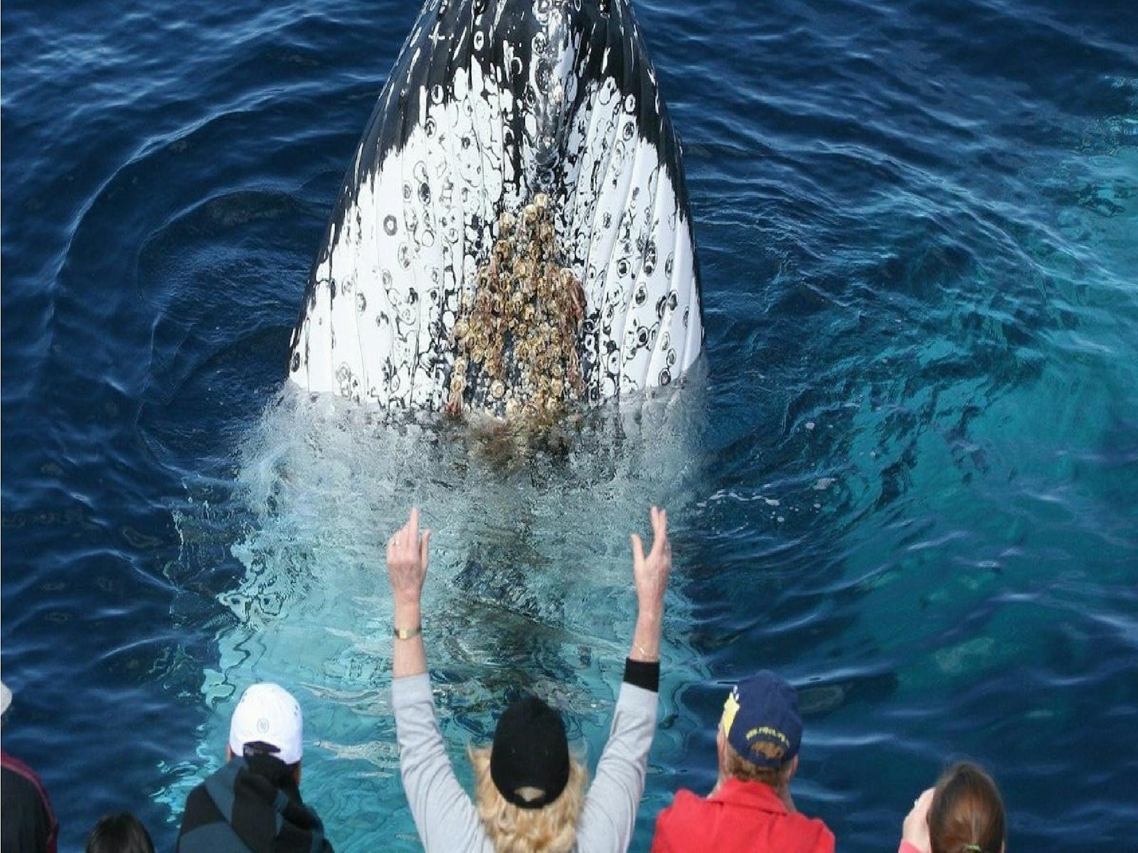 Whale watching trips Cronulla