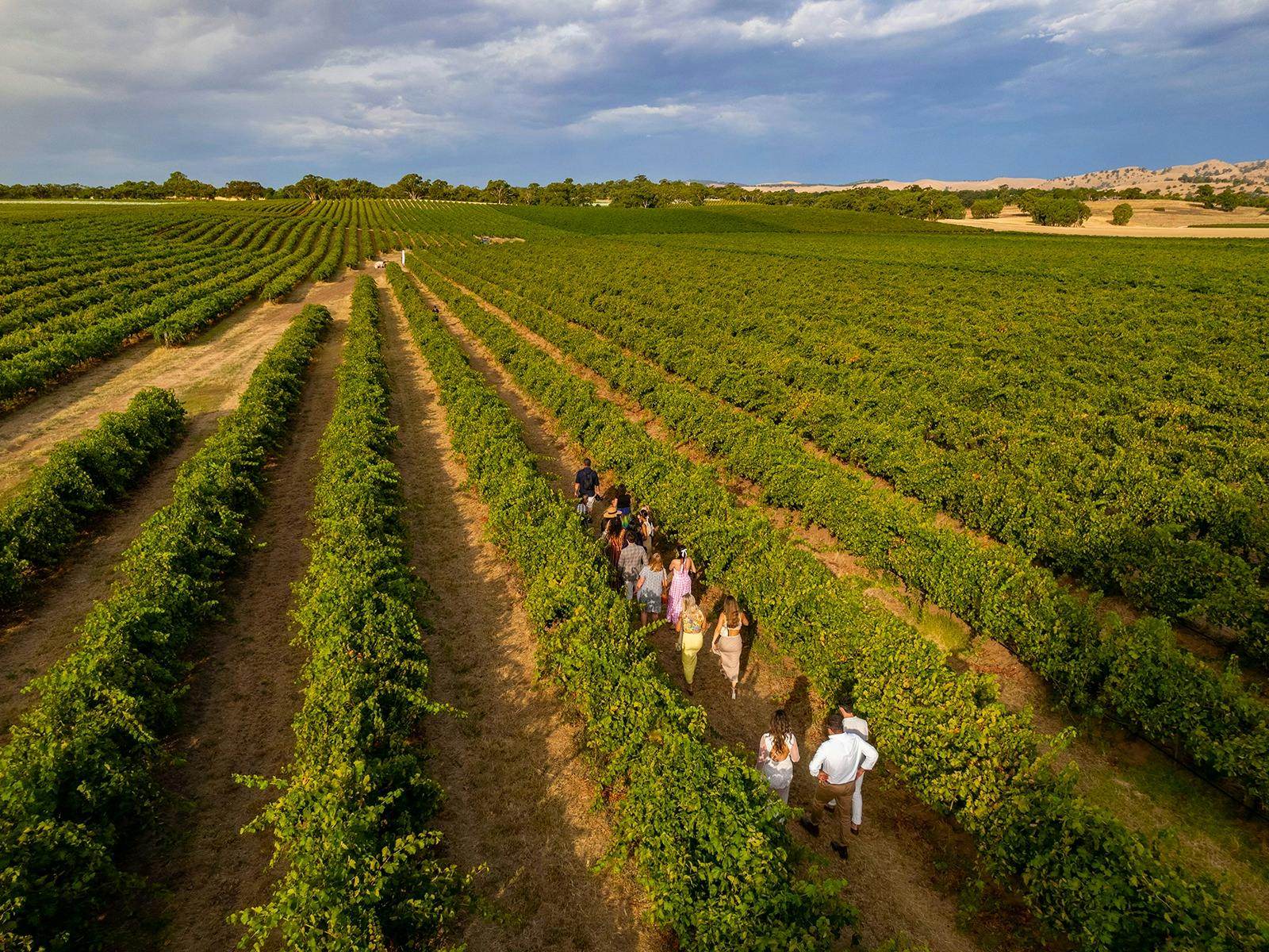 Wine Blending Experience in the Barossa Valley