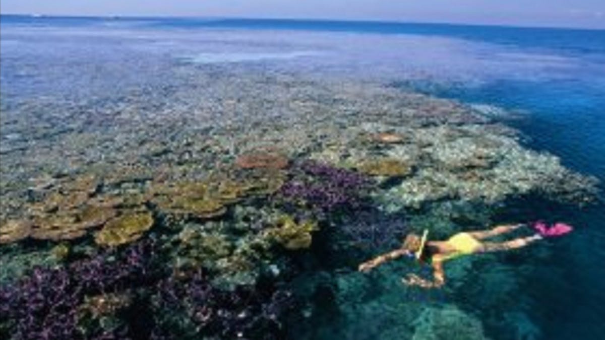 A lady snorkelling at the reef during low ocean tide with some coral reaching out of the water