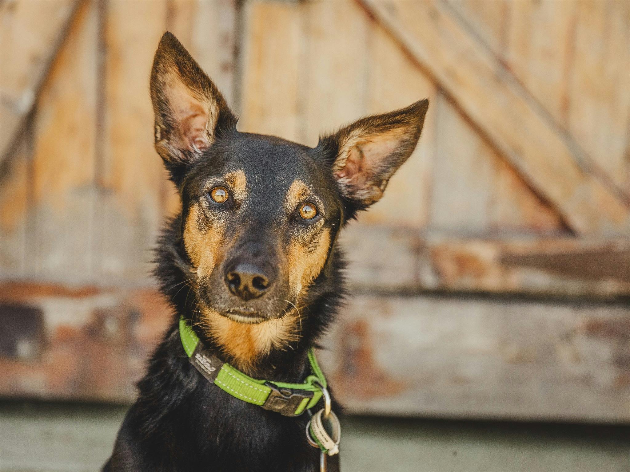 Gourmet Pawprints - Dog Friendly Tours