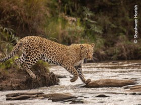Large cat crossing a stream in Kenya