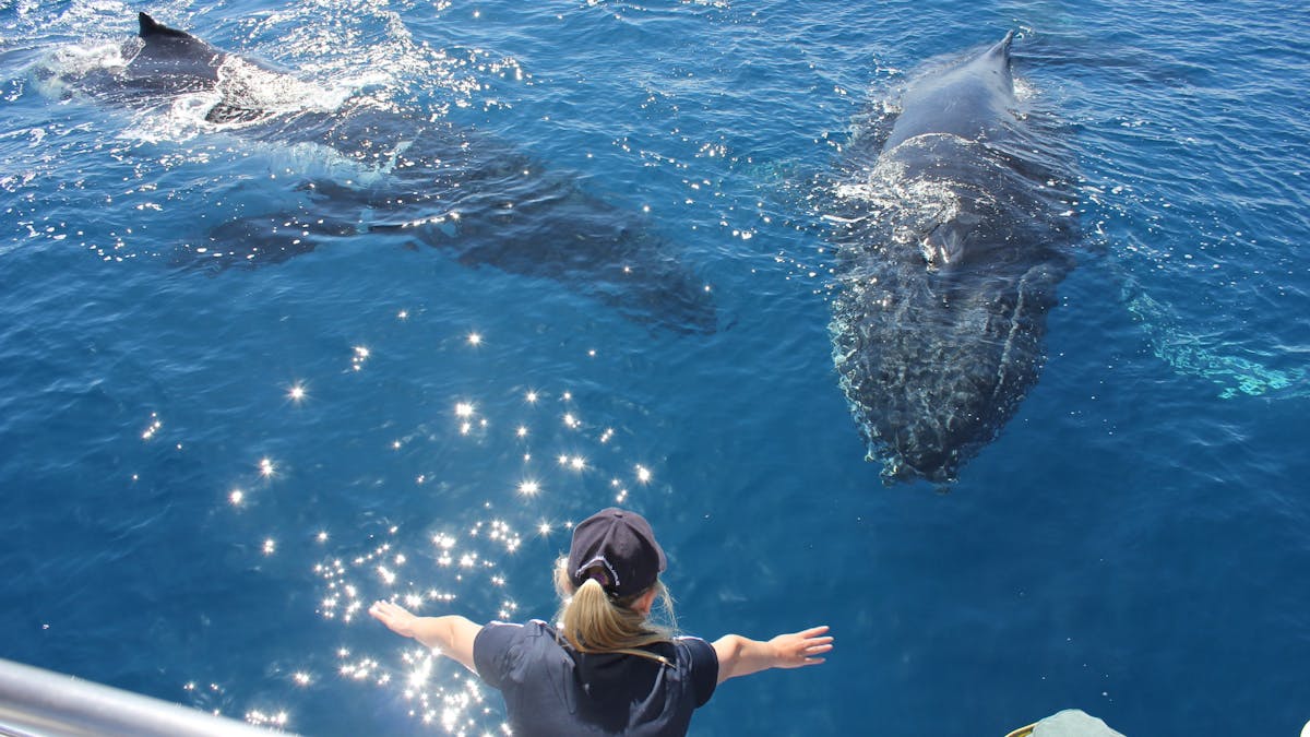 Two whales close to the boat interacting with the passengers and crew