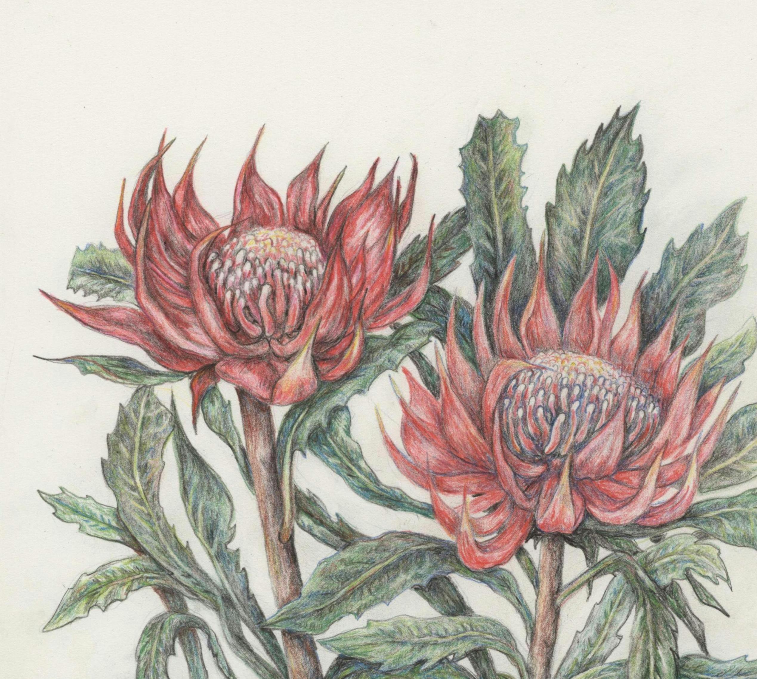 waratah flower drawing by mara Jordan