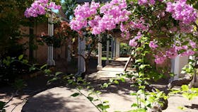 Pink bouganvillea at Administrators Offices