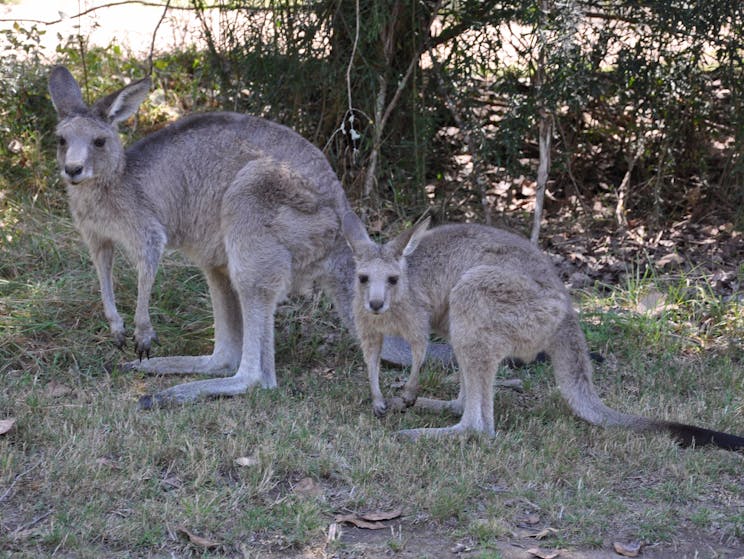 Geehi Rest Area kangaroos