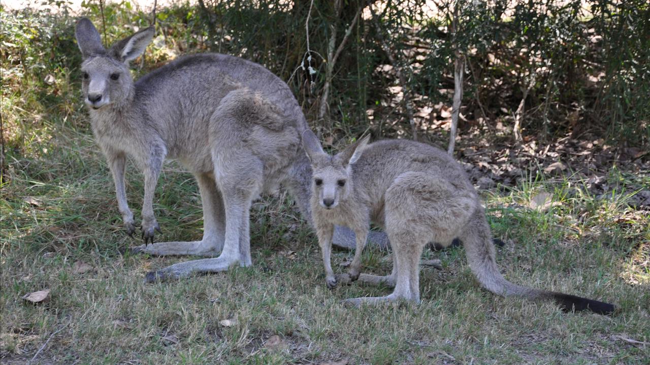 Geehi Rest Area kangaroos