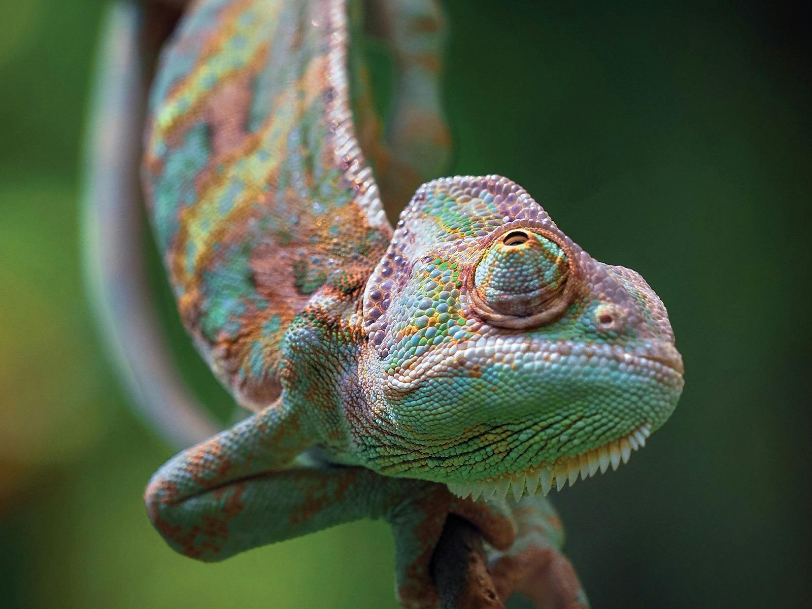 Chameleon
