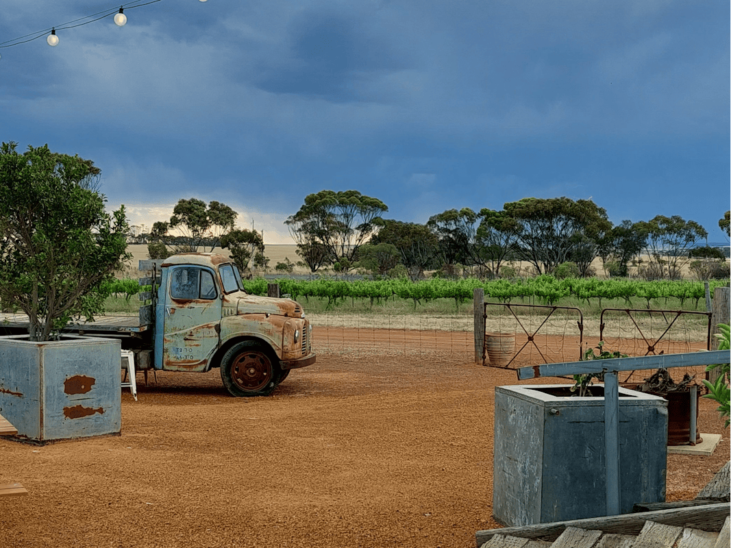 Looking across Vineyard with vintage truck