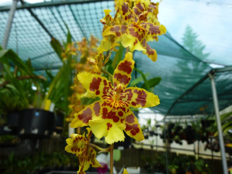 Image of the event 'Port Macquarie Orchid and Bromeliad Society Annual Winter Show.'