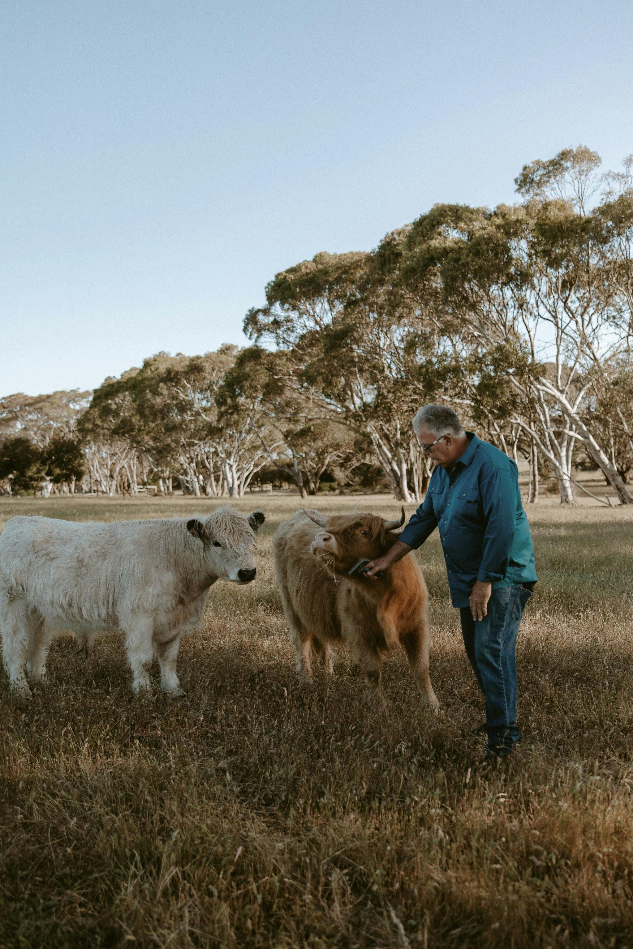 Geoff brushing the cows