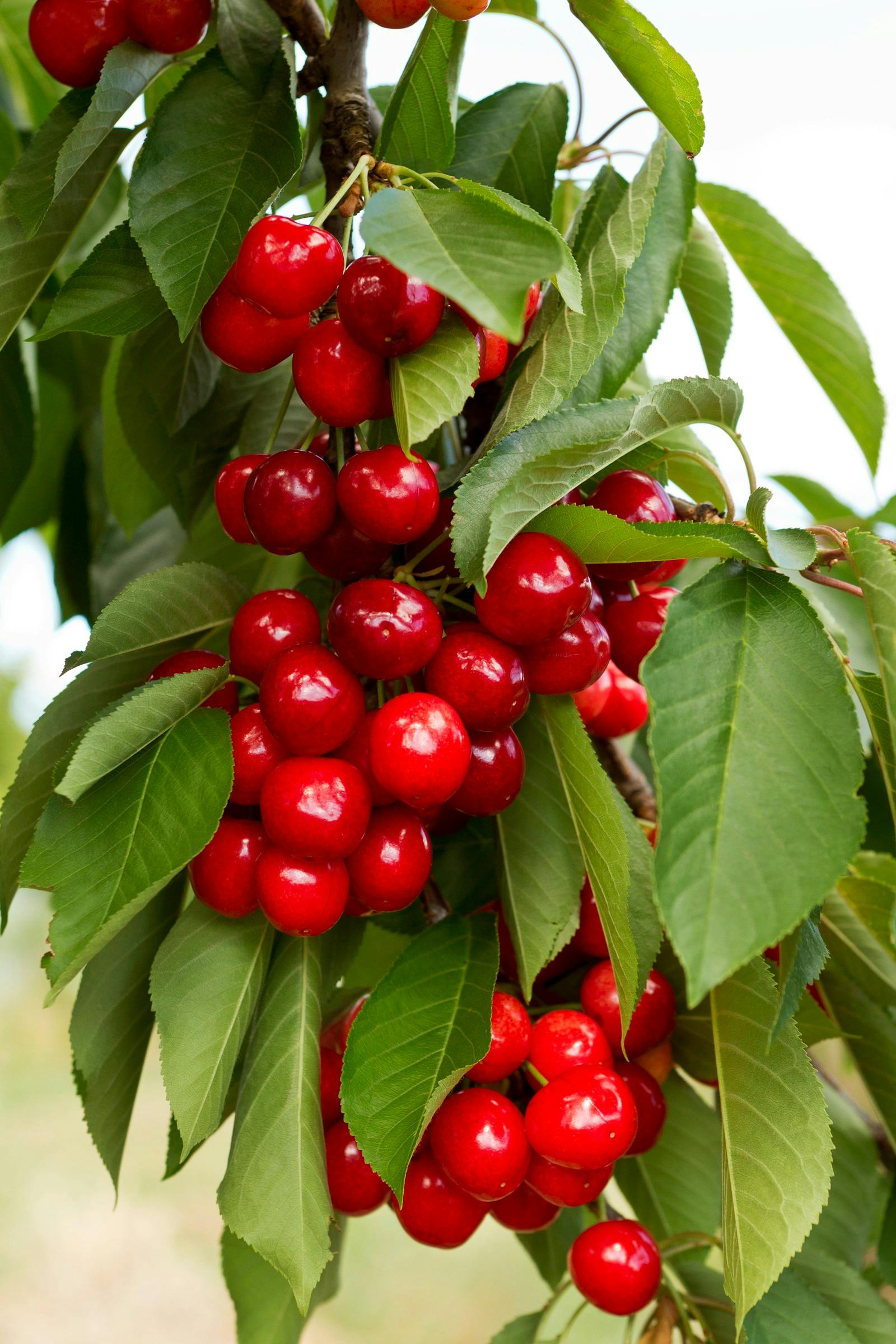 The 75th National Cherry Festival