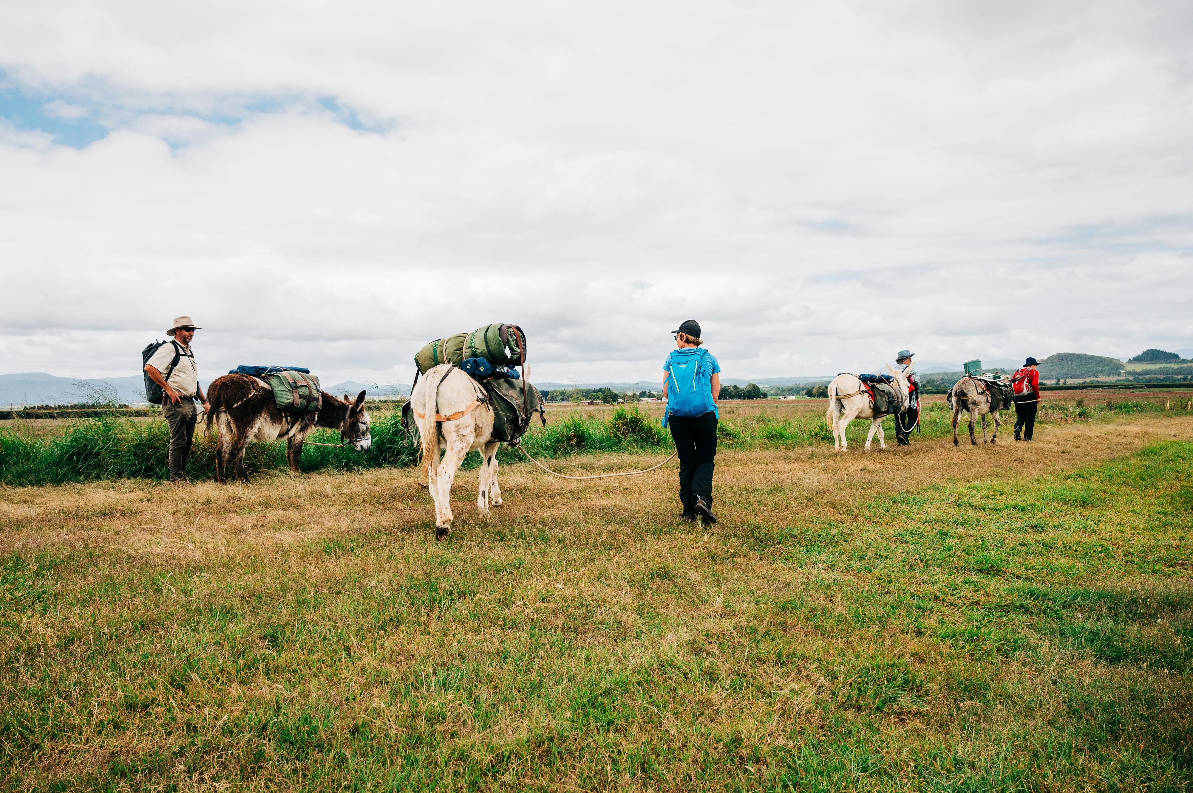 A trekking group leading pack donkeys  through the rich farming region of the Atherton Tablelands