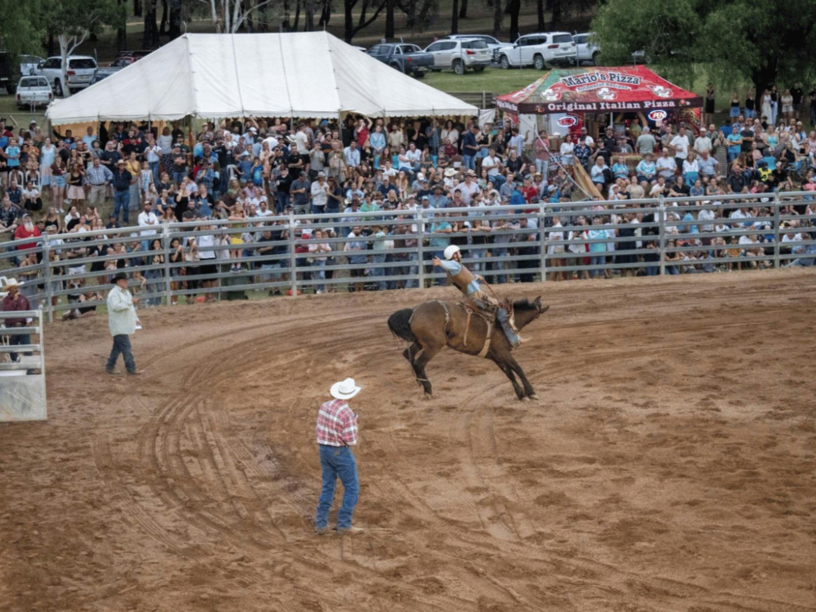 Bronc rider competing in the Mudgee Rodeo arena in front of a large crowd.
