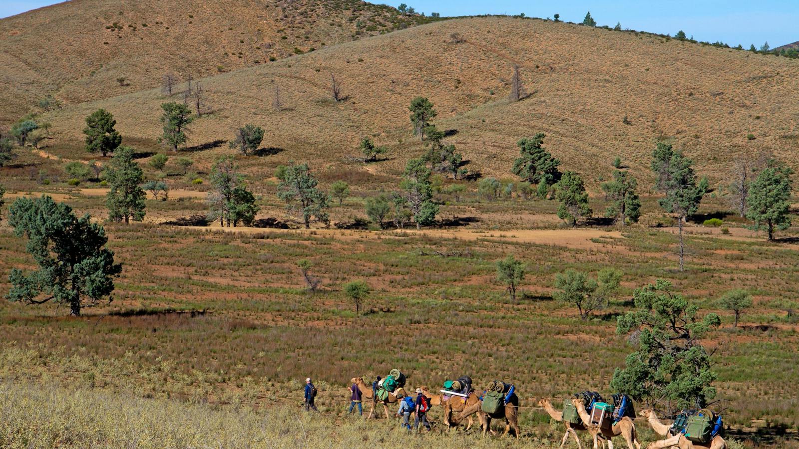 Remote Northern Flinders Camel Trek