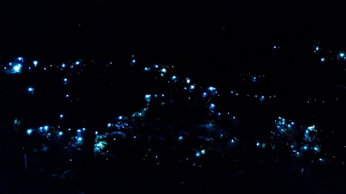 Glow Worms on rock wall by Curtis Falls