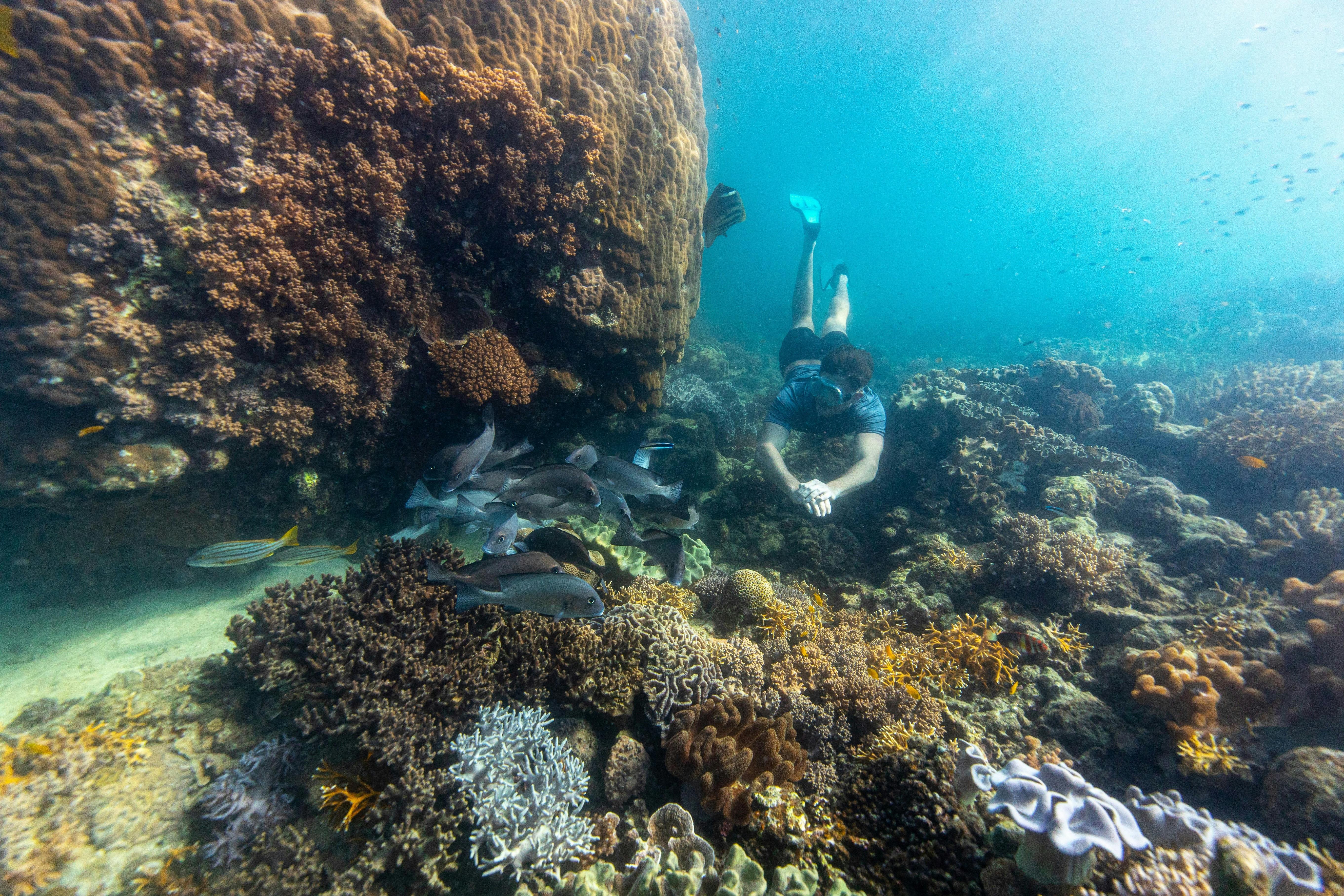 Snorkelling under water amongst beautiful fringing reef