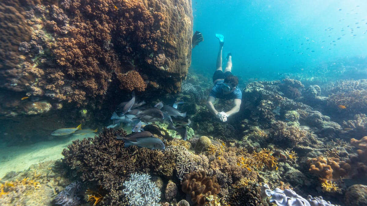 Snorkelling under water amongst beautiful fringing reef