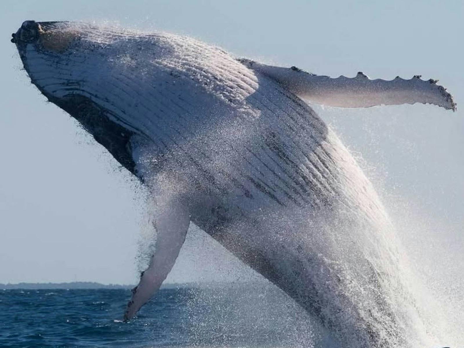 Whale photo