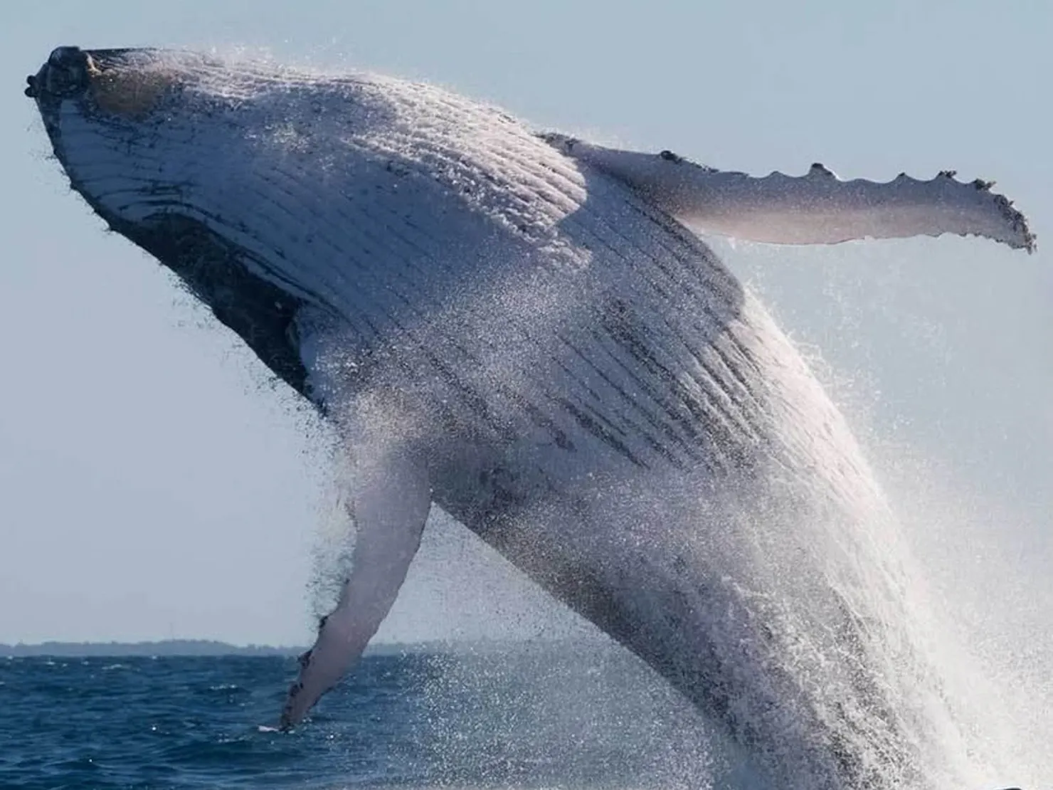 Whale photo