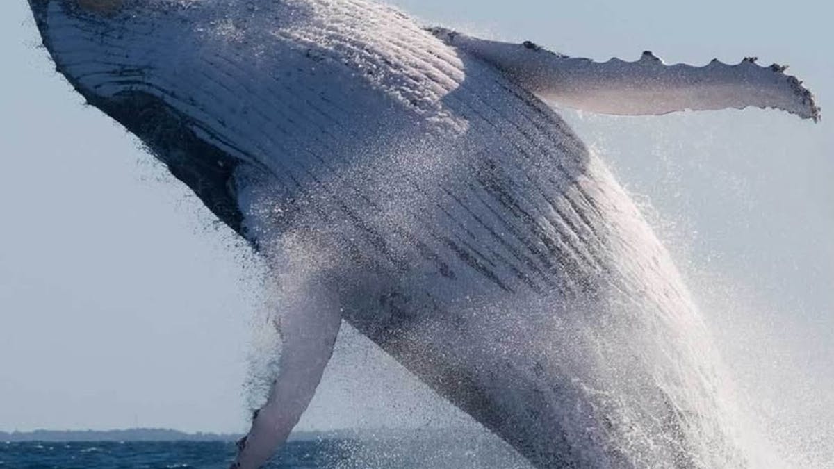 Whale photo