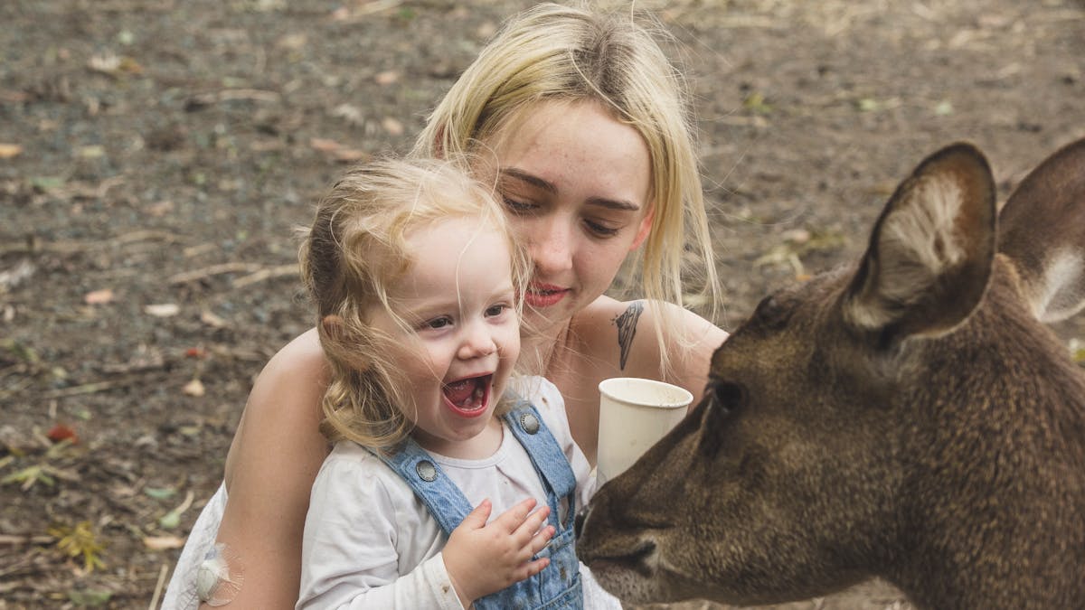 Deer feeding experience! Don't miss it!