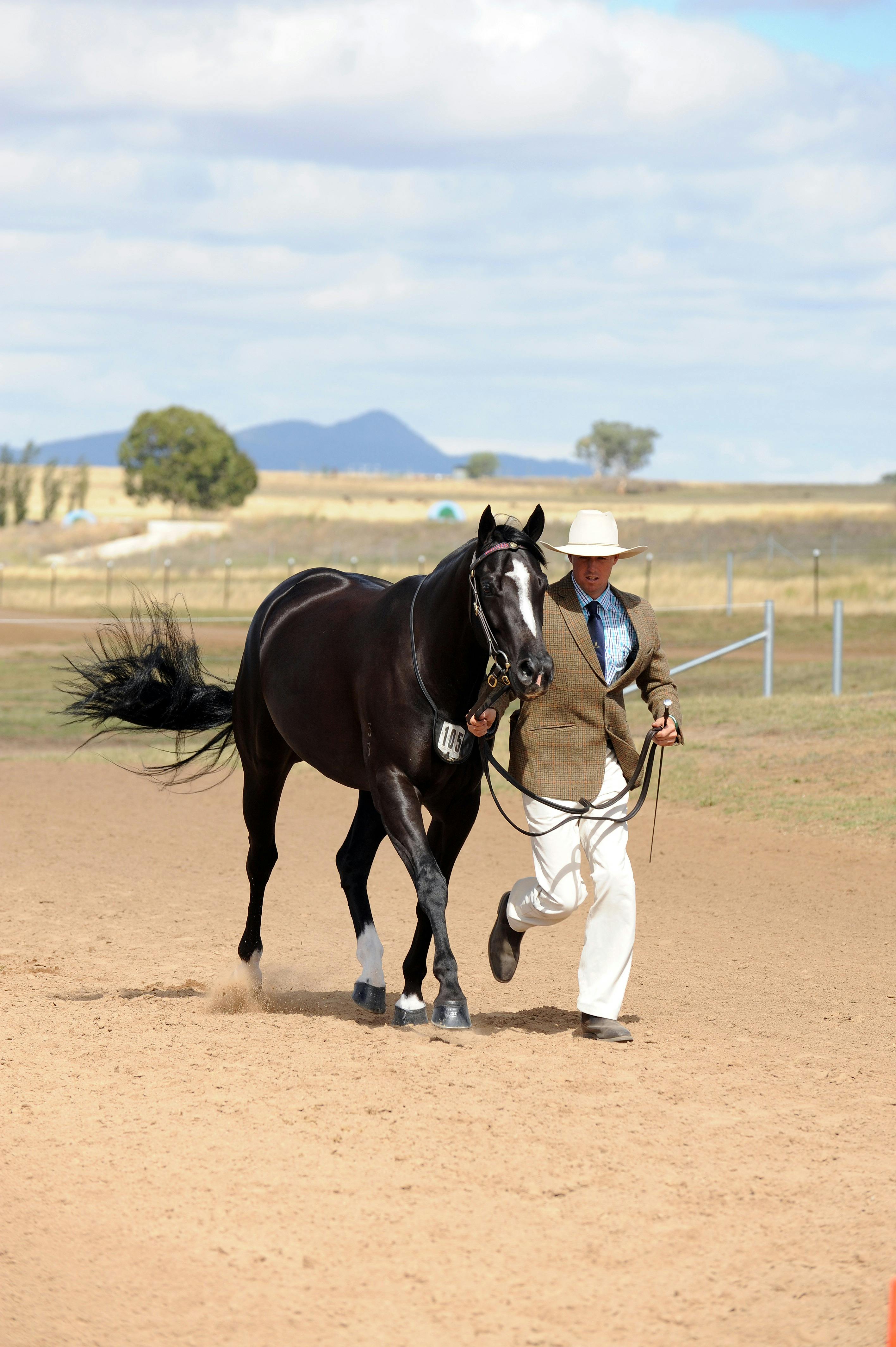 Australian Stock Horse Society NSW Breeders Championships | Sydney ...