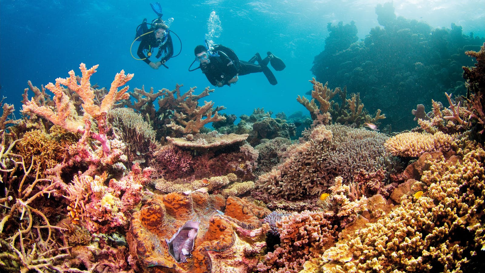Agincourt Reef
