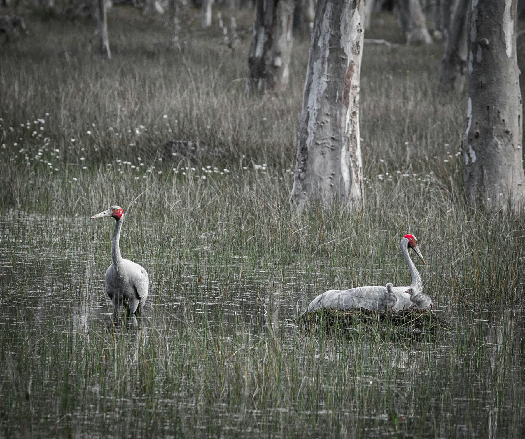 Warrawindi Escapes
