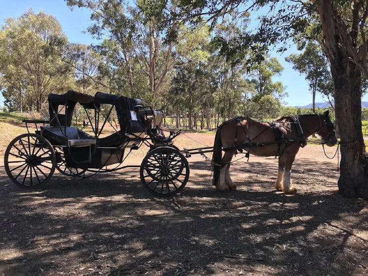 You never know who will stop by at Kevin Sobels...Nitro the carriage horse