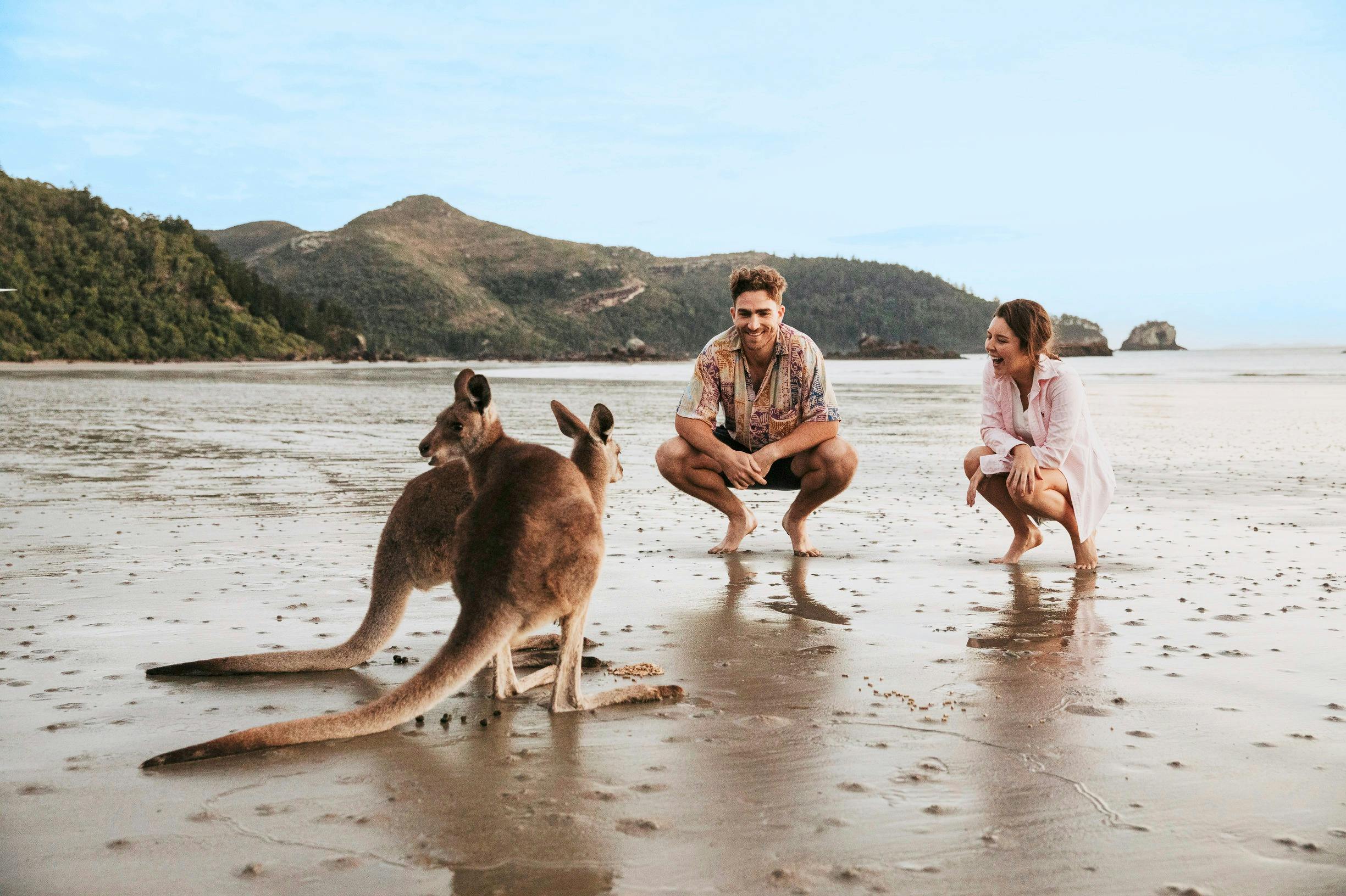 Cape Hillsborough Wallabies
